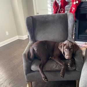 Meet your Posher, Brady